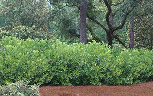 Anise Forest Green - Live Plants - Illicium Parviflorum - Shade Loving Evergreen Hedge