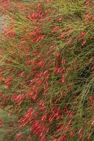 Firecracker Red | Extra Large 3 Gallon Plants | Unspecified Botanical Name | Vibrant Garden Addition | Full Sun Perennial