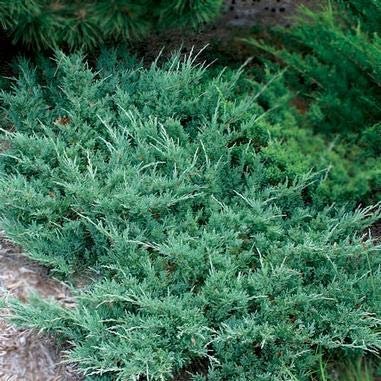 Hughes Juniper - Live Plants - Juniperus Horizontalis - Drought Tolerant Cold Hardy Evergreen Ground Cover