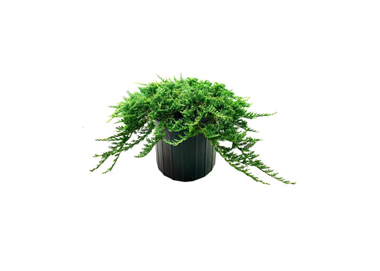 Blue Rug Juniper | Extra Large Gallon Plants | Live Ground Cover Evergreen Shrubs for Landscaping, Garden, Slope Control - Drought Tolerant, Low Maintenance