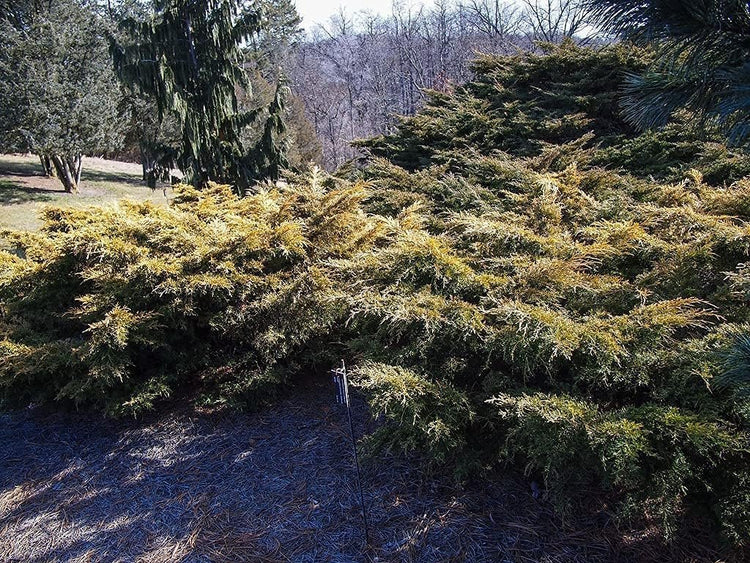 Saybrook Gold Juniper | Live Quart Size Plants | Juniperus Chinensis | Drought Tolerant Cold Hardy Evergreen Groundcover