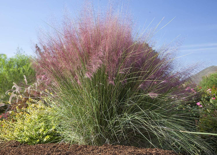 Pink Muhly Grass - Pack Seeds - Muhlenbergia Capillaris - Hairawn Muhly - Beautiful Blooming Low Maintenance Ornamental Foliage