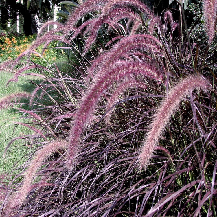 Red Fountain Grass | Extra Large Gallon Plant | Pennisetum Setaceum Rubrum | Vibrant Landscape Feature | Striking Color Contrast | Full Sun Perennial Ornamental Grass