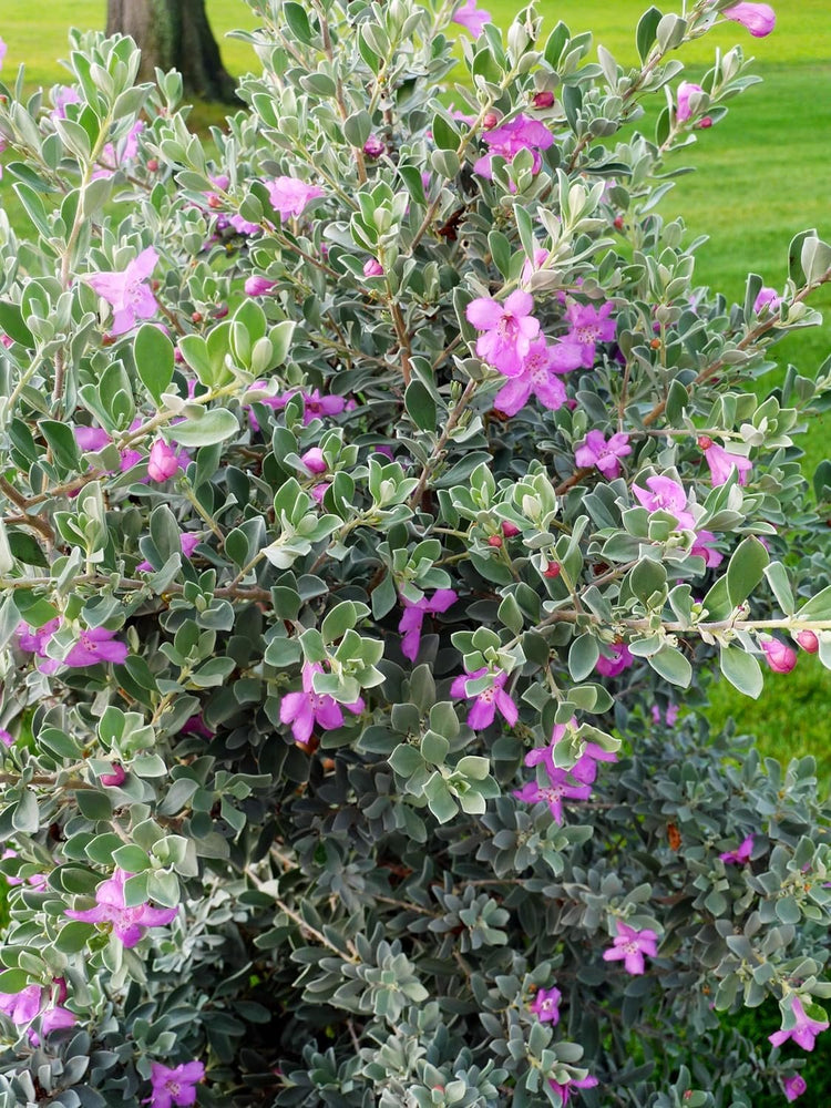 Texas Sage | Extra Large 3 Gallon Plants | Leucophyllum frutescens | Drought Tolerant | Low Maintenance Landscaping