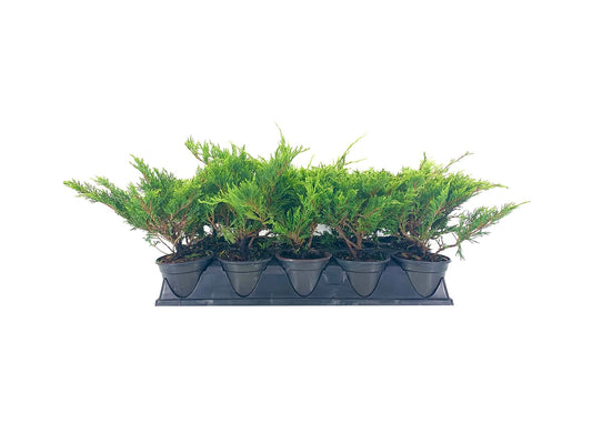 Juniper Calgary Carpet | Live Inch Pots | Juniperus Sabina Monna | Drought Tolerant Cold Hardy Evergreen Groundcover Plants