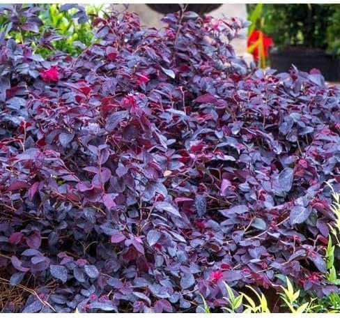 Loropetalum Red Chocolate | Extra Large 3 Gallon Plants | Loropetalum Chinense | Garden Showpiece | Year-Round Color