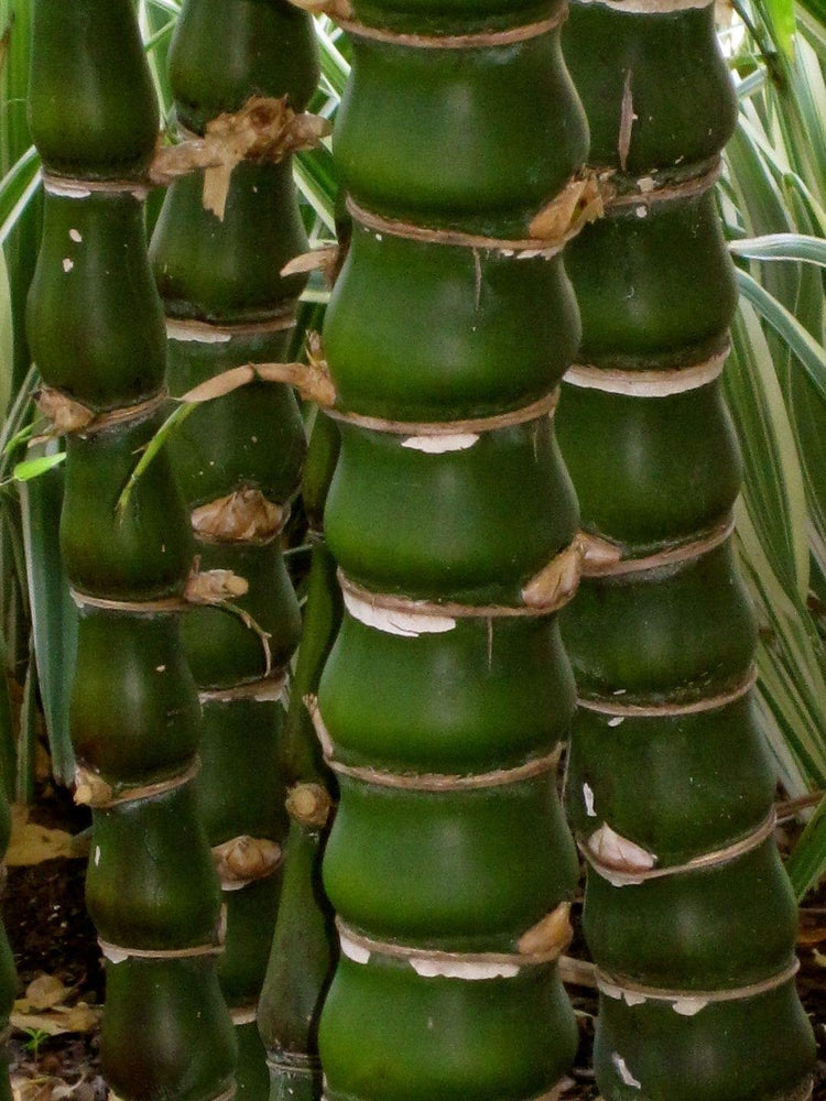 Dwarf Buddha Belly Bamboo | Live Plant | Bambusa Vulgaris Wamin | Beautiful Rare Unique Specimen | Non-Invasive Clumping Bamboo