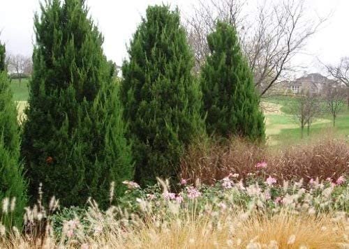 Spartan Juniper | Large Gallon Size Trees | Juniperus Chinensis | Live Evergreen Privacy Screening Plant