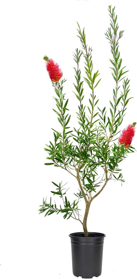 Bottlebrush Red Cluster | Live Quart Size Plants | Callistemon citrinus | Perfect for Gardens & Landscaping | Easy to Grow & Low Maintenance Vibrant Shrub