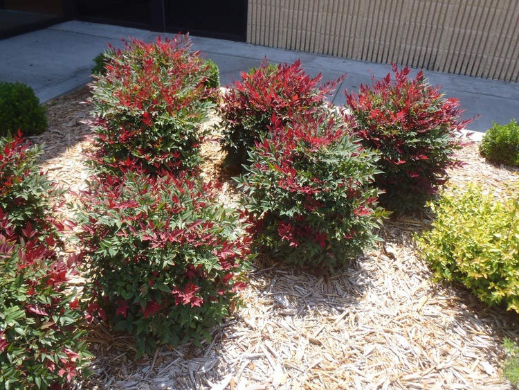 Nandina Domestica | Extra Large Gallon Plant | Heavenly Bamboo | Vibrant Year-Round Color | Low Maintenance