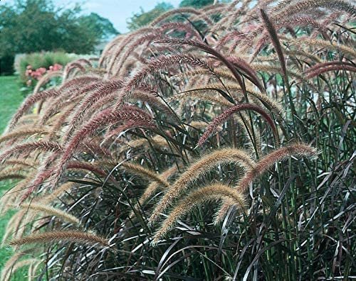 Red Fountain Grass | Live Plants | Pennisetum Setaceum Rubrum | Blooming Ornamental Grass