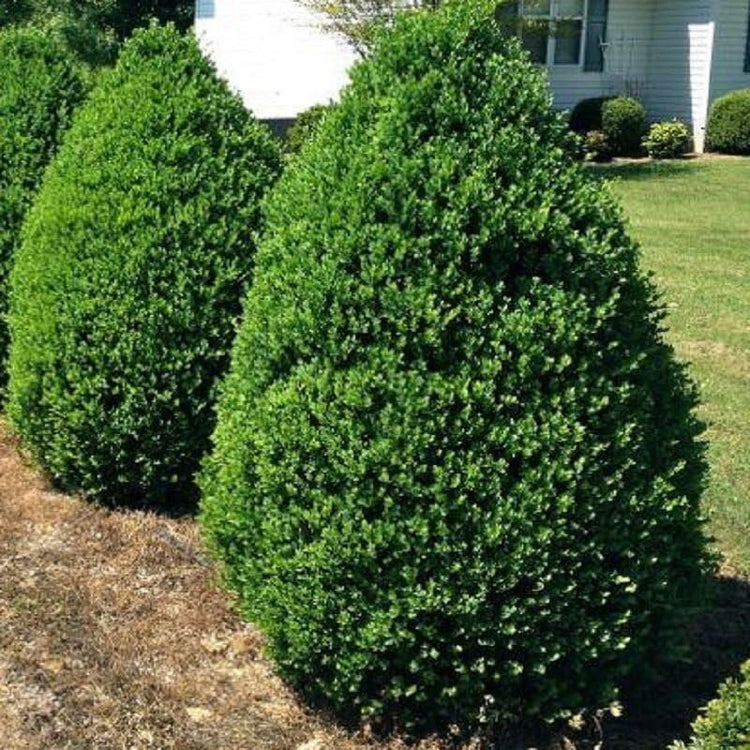 Green Mountain Boxwood | Live Gallon Size Plants | Elegant Pyramid-Shaped Evergreen, Ideal for Topiary & Landscaping, Cold-Hardy & Drought-Tolerant