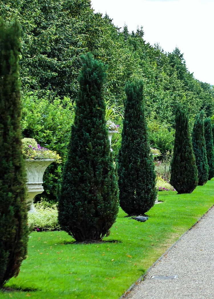 Hetzi Columnar Juniper | Live Gallon Size Trees | Juniperus Chinensis | Drought Tolerant Cold Hardy Evergreen Privacy Plants