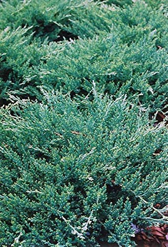 Green Sargent Juniper - Live Plants - Juniperus Chinensis - Drought Tolerant Cold Hardy Evergreen Ground Cover