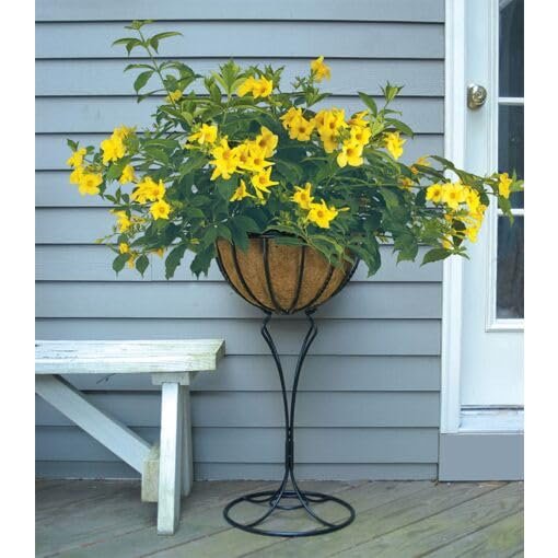 Allamanda Cathartica Golden Butterfly | Live Plants | Vibrant Yellow Trumpet Flowers | Perfect for Outdoor Gardens & Patios | Easy to Grow & Care for