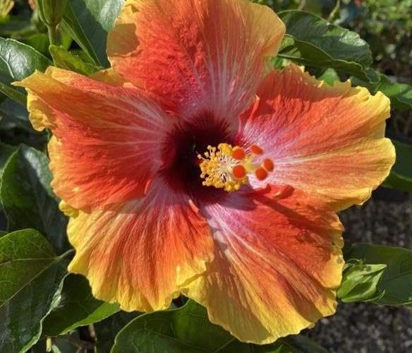 Hibiscus Red & Yellow | Live Plants | Hibiscus Rosa-Sinensis | Vibrant Blooms | Garden Favorites