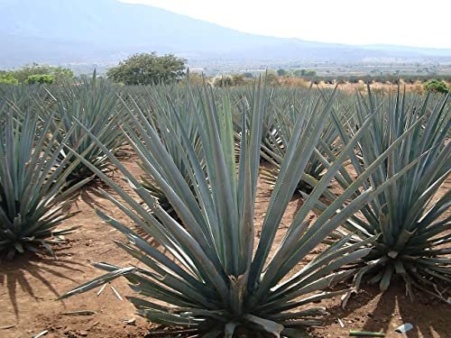 Agave Tequilana | Live Large Size Plants | Blue Weber Tequila Succulent | Drought Tolerant Hardy Ornamental Specimen