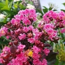 Crape Myrtle Raspberry Sundae | Extra Large Gallon Plants | Dual-Color Red & Pink Blooms, Live Plant, Stunning Bicolor Ornamental Shrub for Eye-Catching Garden Displays