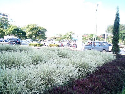 Flax Lily | Pack | Variegated Dianella Tasmanica Variegata | Evergreen Shade Loving Grass