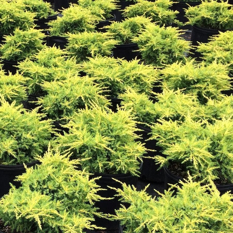 Premium Gold Star Juniper Shrub | Gallon Live Plants | Perfect for Landscaping, Low Maintenance Evergreen Plant, Ideal for Garden Decoration, Hardy Outdoor Plant