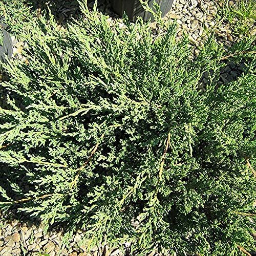 Green Sargent Juniper - Live Gallon Size Plants - Juniperus Chinensis - Drought Tolerant Cold Hardy Evergreen Groundcover