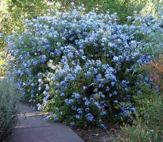 Plumbago Imperial Blue | Extra Large 3 Gallon Plants | Plumbago auriculata | Flowering Shrub | Drought Tolerant