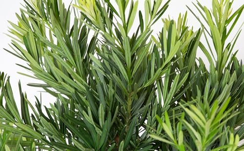 Podocarpus Pringles | Extra Large Gallon Plant | Podocarpus Macrophyllus 'Pringles' | Ideal for Hedges | Low Maintenance Shrub