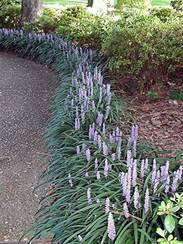 Evergreen Giant Liriope Muscari - Live Plants - Drought Tolerant Low Maintenance Evergreen Groundcover Grass