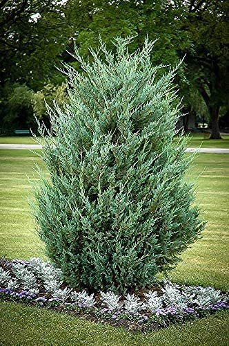 Moonglow Juniper | Live Gallon Size Trees | Juniperus Scopulorum | Drought Tolerant Evergreen Privacy Screening Plants