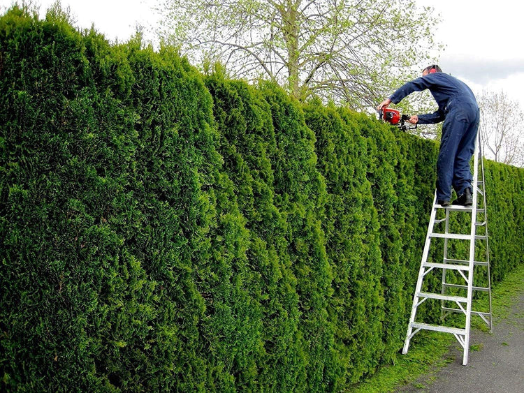 Thuja Arborvitae Green Giant - Live Quart Size Plants - Evergreen Privacy Trees