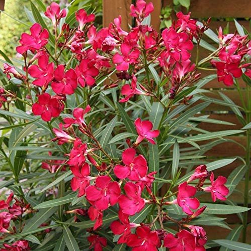 Oleander Red | Extra Large Gallon Plants | Nerium Oleander | Stunning Landscape Addition | Sun-Loving Blooms