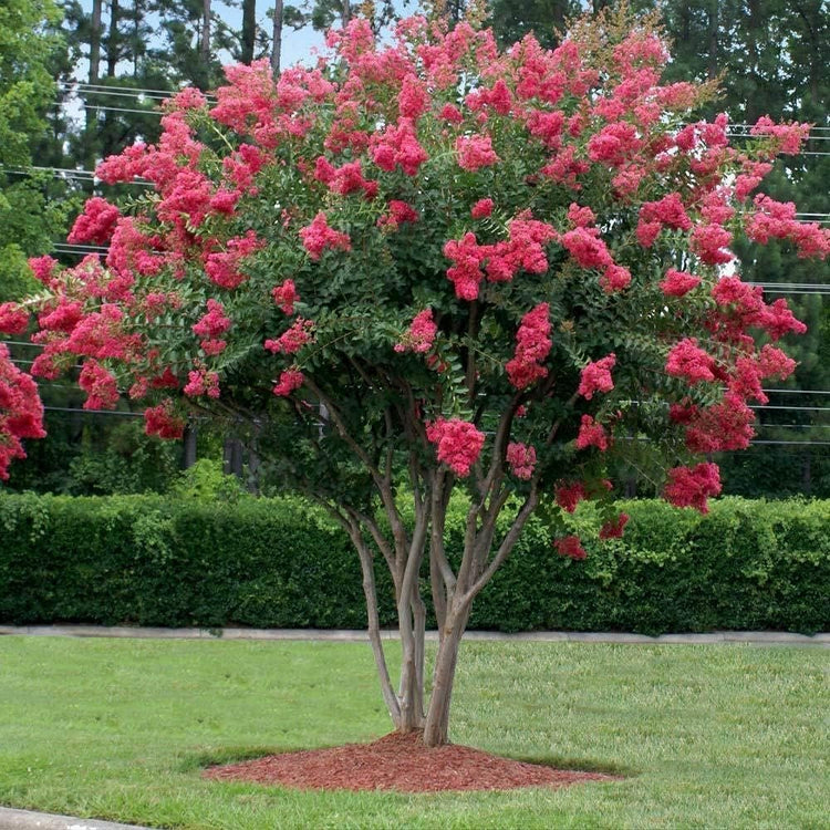 Crape Myrtle Tuscarora | Live Plants | Lagerstroemia Indica | Vibrant Red Flowers | Fast-Growing Ornamental Shrub | Drought-Tolerant | Garden Beauty