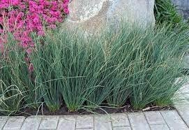 Rush Grass Blue Arrow | Extra Large 3 Gallon Plants | Juncus inflexus | Vibrant Landscape Accent | Hardy Garden Addition