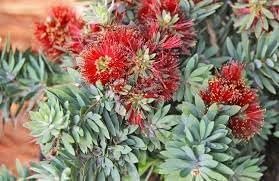 Bottlebrush 'Little John' | Extra Large 3 Gallon Plants | Callistemon citrinus | Attracts Pollinators | Drought Tolerant