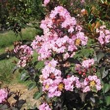 Crape Myrtle Rhapsody in Pink | Extra Large Gallon Plants | Soft Pink Blooms, Live Plant, Elegant Ornamental Shrub for Graceful Garden Displays