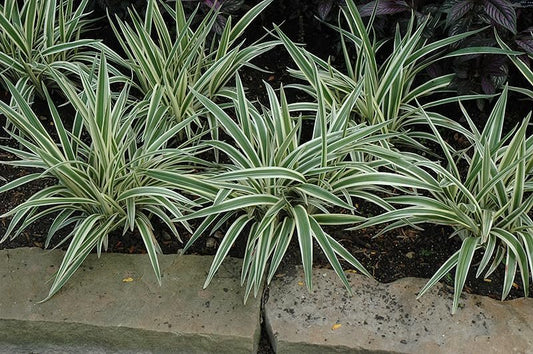 Flax Lily Dianella | Extra Large 3 Gallon Plants | Dianella tasmanica | Hardy Perennial | Shade Tolerant