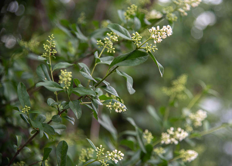 Curled Leaf Privet - Ligustrum Japonicum Recurvifolium | Live Plants