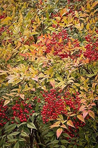 Heavenly Bamboo - Nandina Domestica - Live Gallon Size Plants - Beautiful & Colorful Low Maintenance Foliage