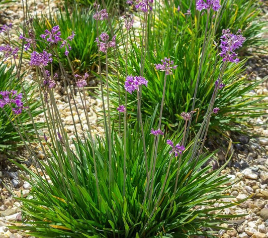 Society Garlic | Large Gallon Size Plant I Tulbaghia Violacea I Live Fragrant Purple Blooms & Edible Leaves, Easy-Care, Drought-Resistant Outdoor Herb