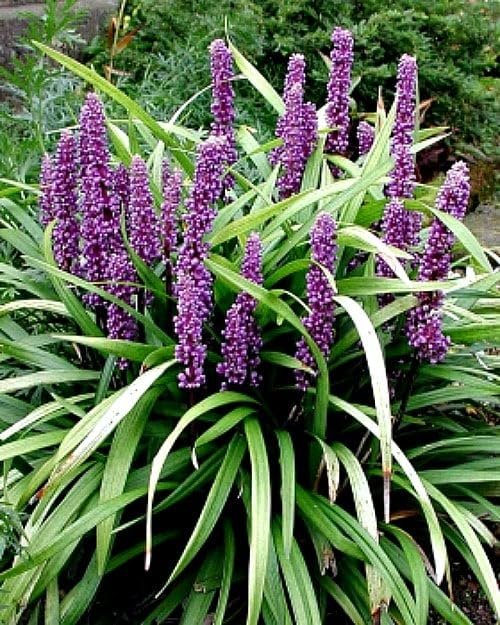 Super Blue Liriope Plants | Live 4 Inch Pots | Liriope Muscari | Ground Cover | Full Sun or Shade Tolerant