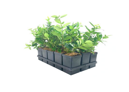 Ligustrum Waxleaf Privet - Live Quart Size Plants - Blooming Evergreen Privacy Hedge