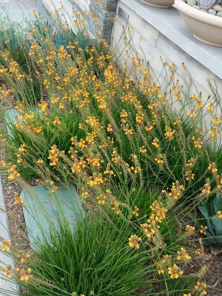 Bulbine Frutescens Hallmark Orange - Live Plants - Butterfly Attracting Flowering Groundcover