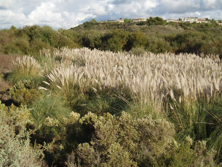 Pampas Grass Qty Live Plants Cortaderia Selloana