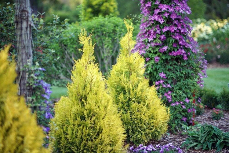 Arborvitae Berkman's Gold | Live Plants | Thuja Occidentalis | Perfect for Landscaping | Radiant & Hardy