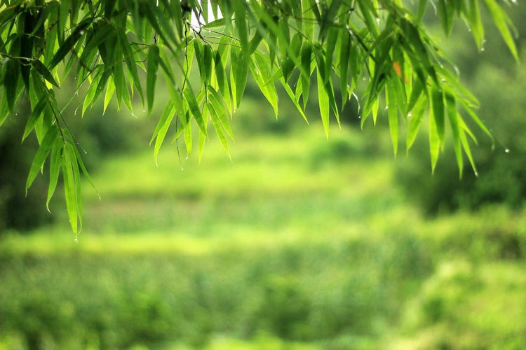 Graceful Bamboo - Slender Weavers - Textilis Gracilis - Live Plant - Fast Growing Evergreen Privacy Hedge