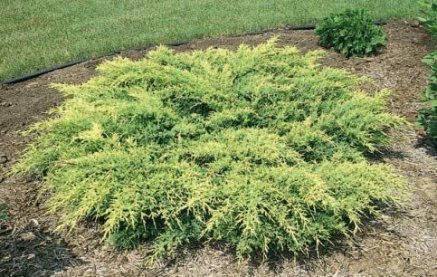 Gold Star Juniper - Live Plants - Juniperus Chinensis - Drought Tolerant Cold Hardy Evergreen Ground Cover