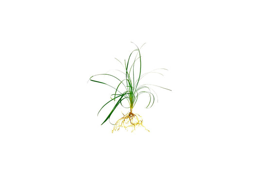 Mondo Grass Ophiopogon Japonicus | Live Pips Bare Root Plants | Live Shade Loving Evergreen Groundcover Plants