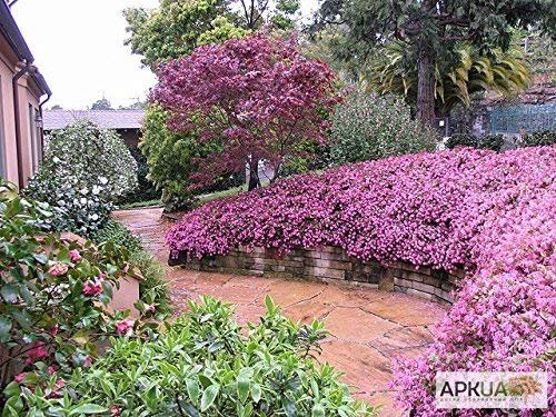 Loropetalum 'Plum Delight' - Chinese Fringe Flower - Live Plants - Evergreen Flowering Shrub