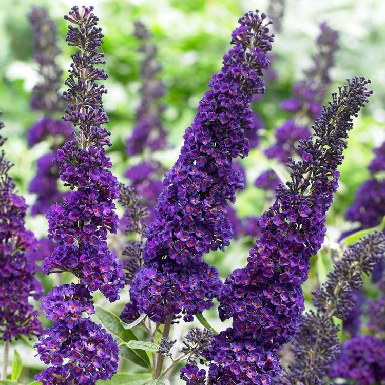 Buddleia Black Knight | Live Plants | Fragrant Butterfly Bush, Attracts Butterflies & Hummingbirds, Drought Tolerant Flowering Shrub