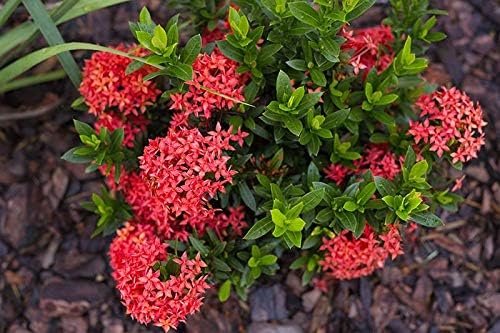 Ixora Taiwanese Red | Extra Large 3 Gallon Plants | Ixora chinensis | Lush Tropical Bloomer | Vibrant Garden Addition